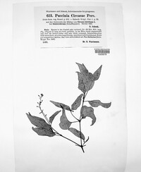 Puccinia circaeae image